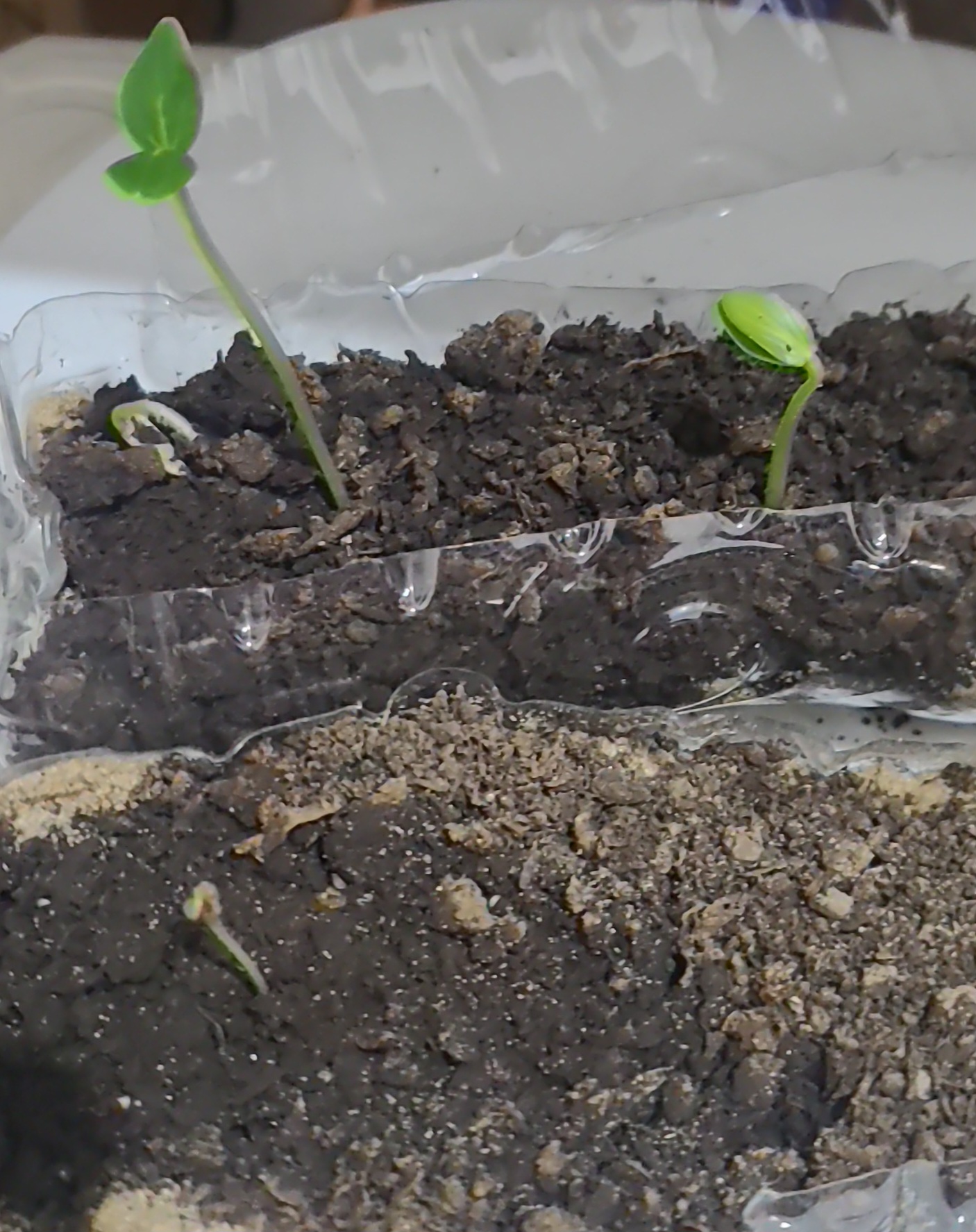 2 pepinos 1 tomate.jpeg